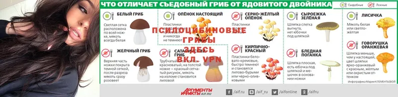 Галлюциногенные грибы Psilocybe  Сортавала 